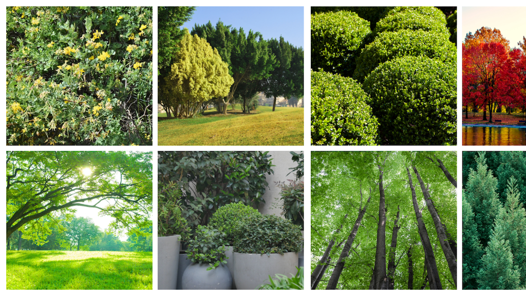 Shrubs & Trees