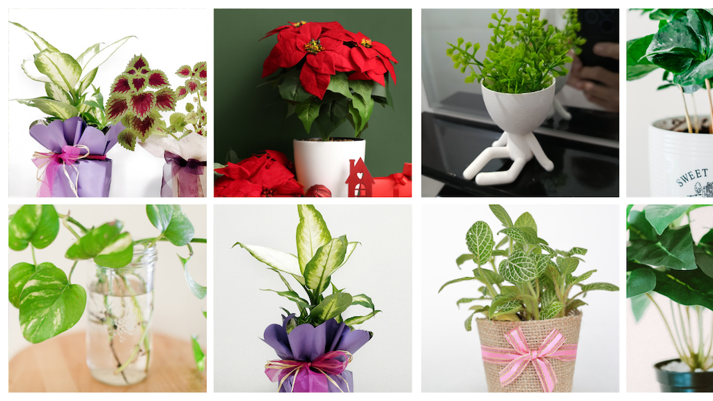 Plant Gifts - Garden View Nursery