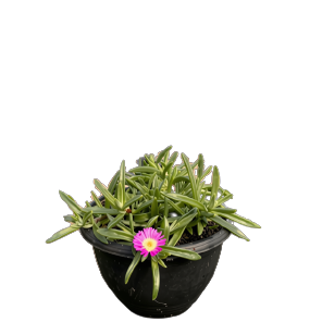 Delosperma Assorted