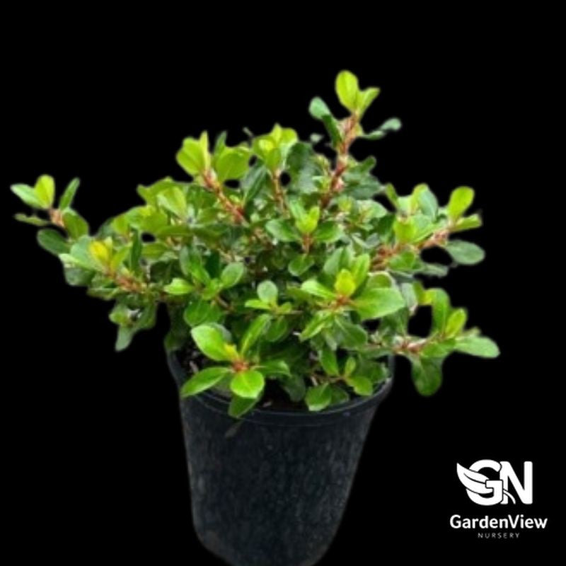 Escallonia Pink Pixie with bright green foliage in black nursery pot