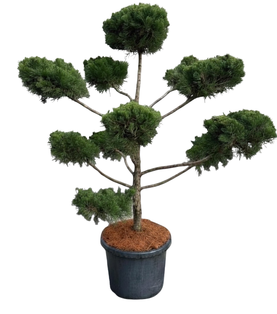 Juniperus Chinensis Keteleeri Clouds
