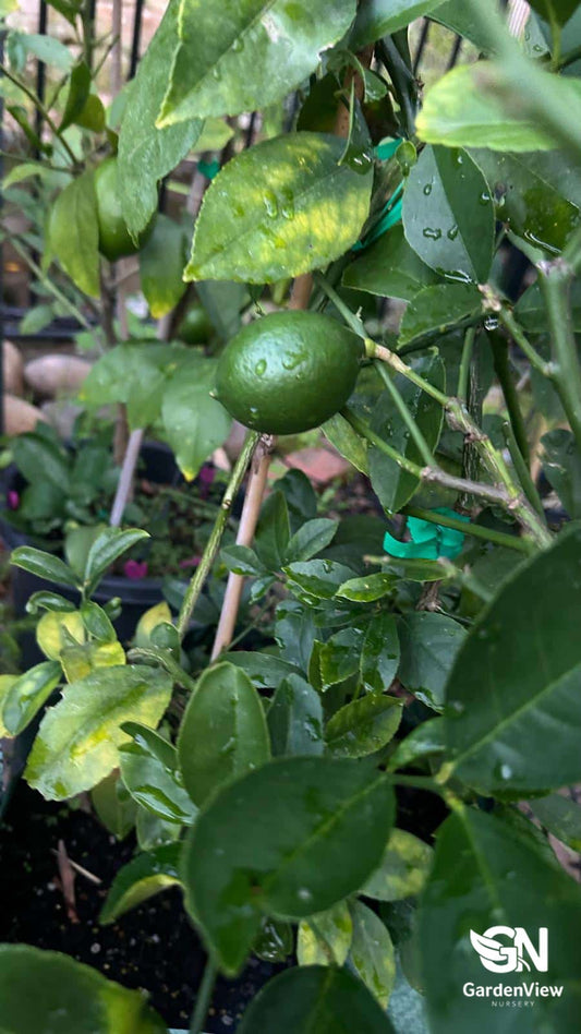 Meyer lemon tree with glossy green leaves, white fragrant flowers, and golden yellow lemons in a terracotta pot
