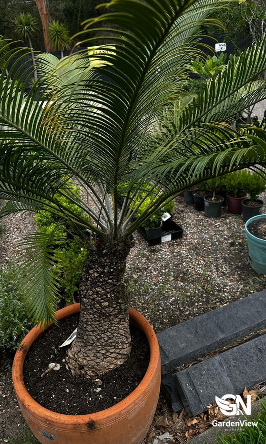 Lepidozamia Peroffskyana (Scaly Zamia)