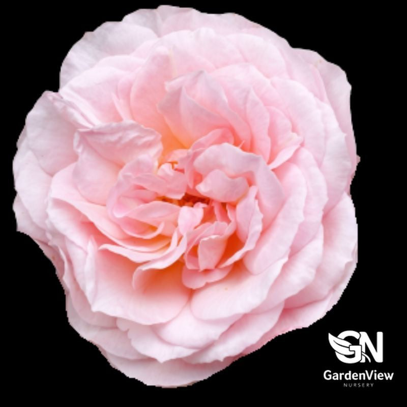 Rose Betty Cuthberth Bush with delicate pale pink double bloom against black background