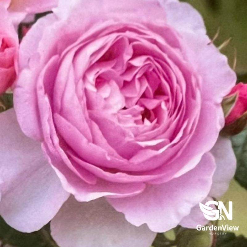 Rose The Ancient Mariner Bush with soft pink double blooms in full flower