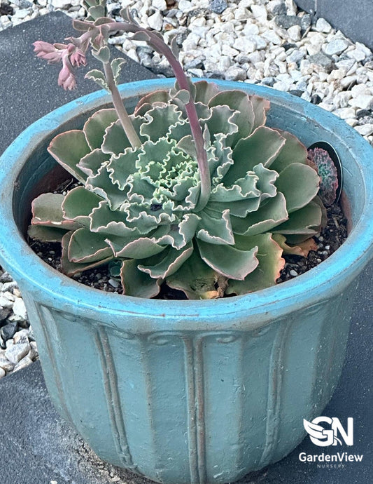 Assorted succulent varieties in terracotta pots showing diverse leaf shapes and colours on outdoor table