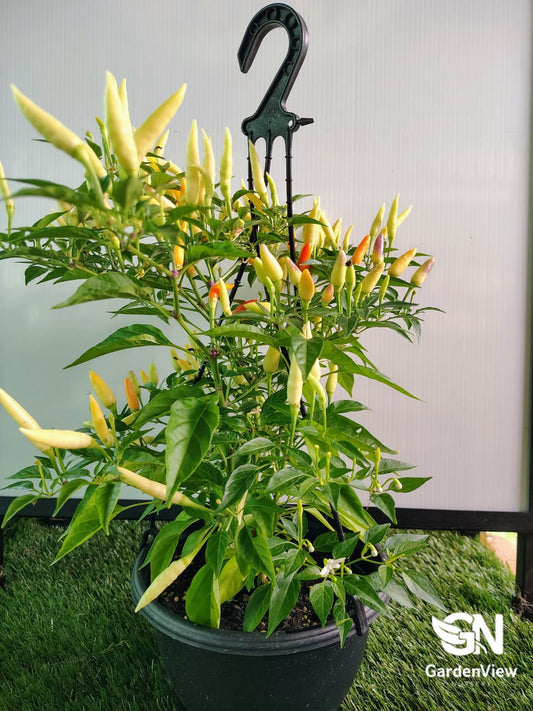 Colourful mixed chilli peppers in various stages of ripeness growing on healthy green plants in terracotta pots