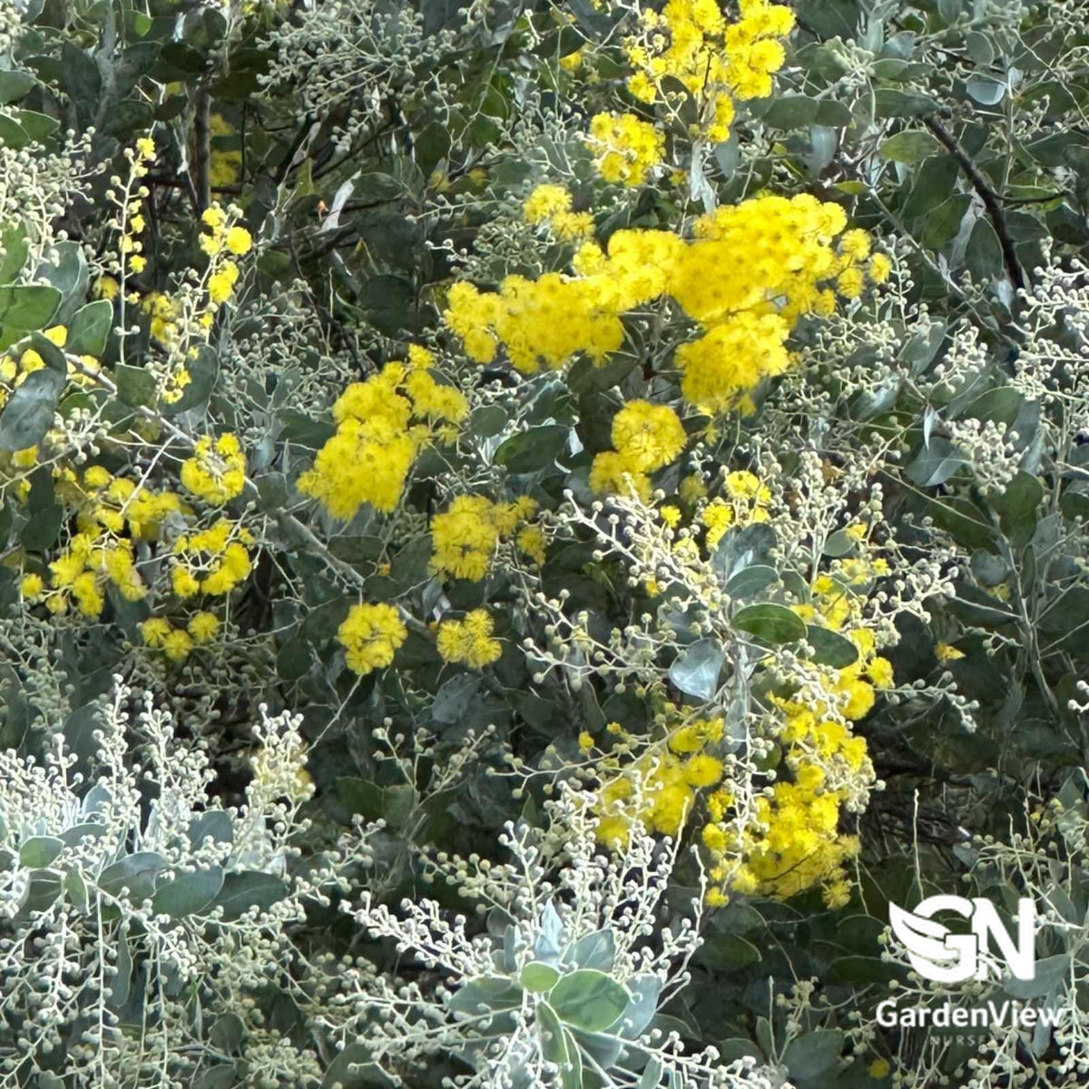 Acacia Podalyriifolia - Native Shrubs & Trees - Garden View Nursery