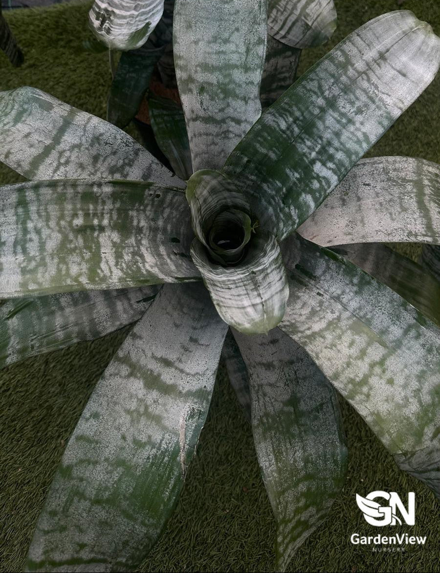 Achmea Fasciata Silver Vase - Palms & Tropical - Garden View Nursery