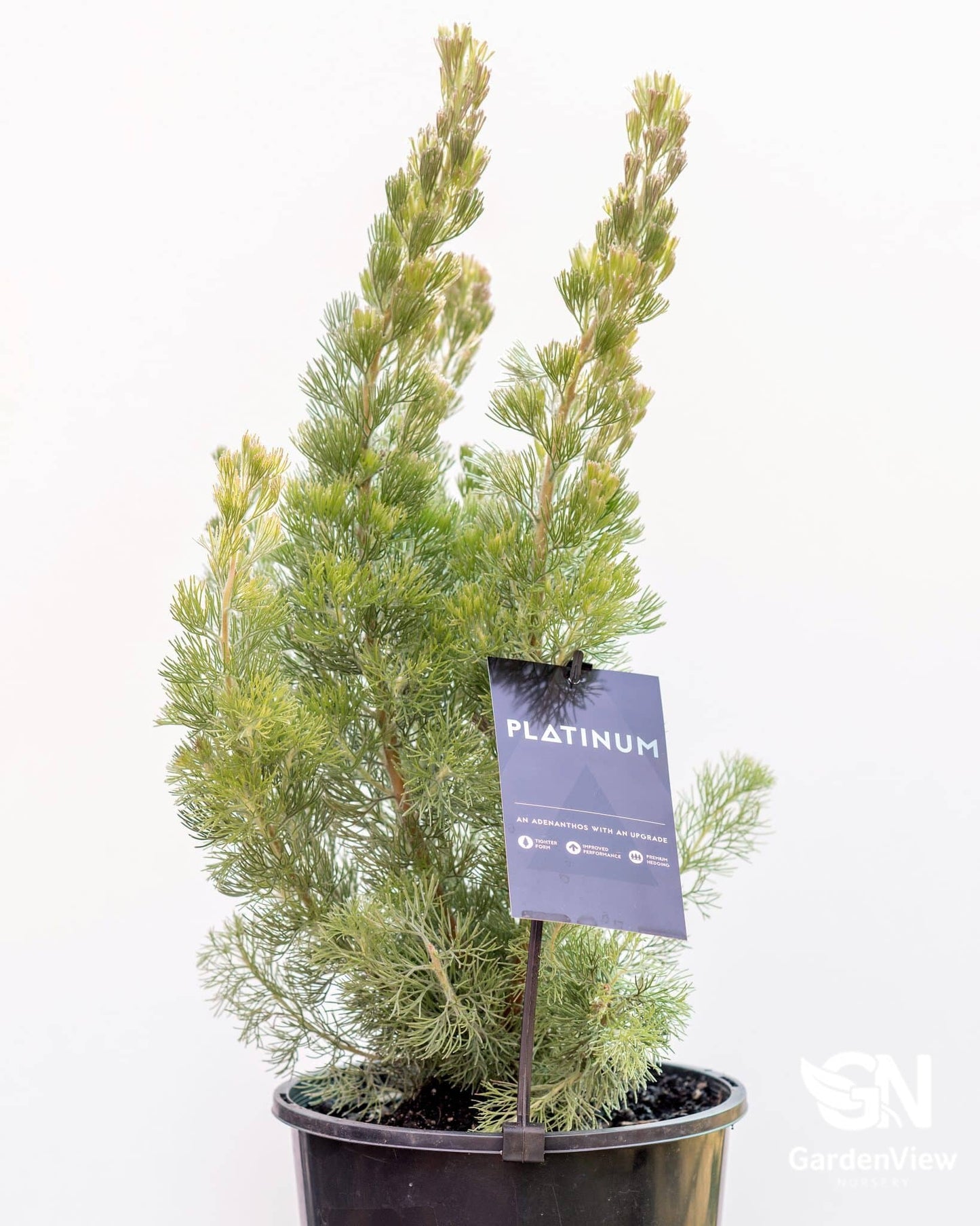Adenanthos Sericea - Native Shrubs & Trees - Garden View Nursery