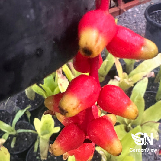 Aechmea Racinae - Palms & Tropical - Garden View Nursery