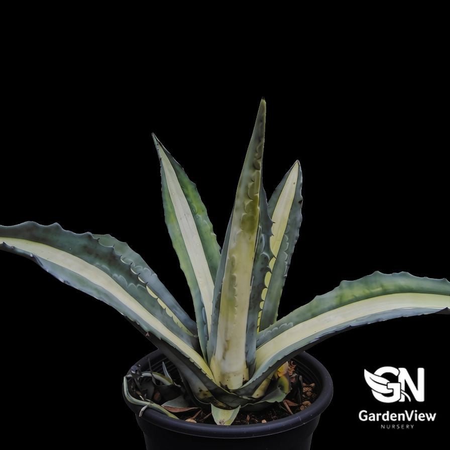 Agave Americana 'Mediopicta Alba' - Succulents - Garden View Nursery
