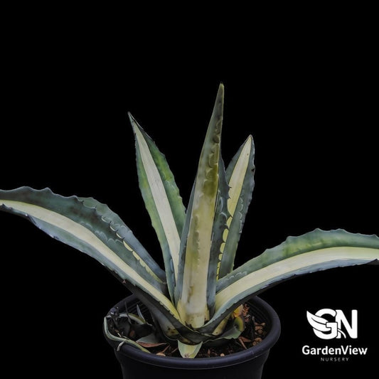 Agave Americana 'Mediopicta Alba' - Succulents - Garden View Nursery