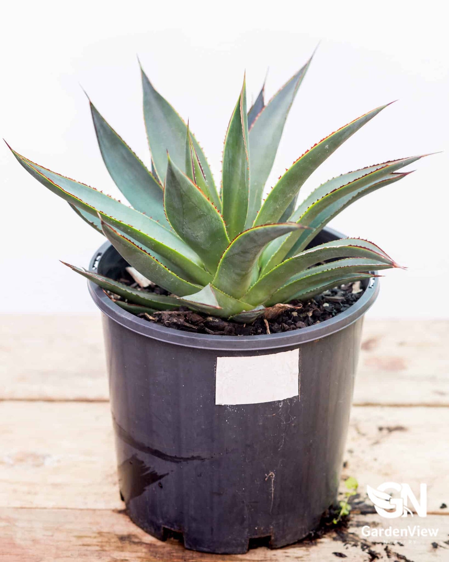 Agave Blue Glow - Cactus & Succulents - Garden View Nursery