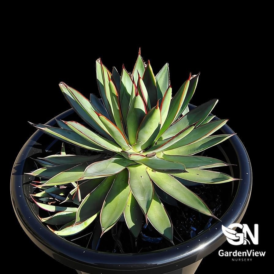Agave Hybrid 'Burnt Burgundy' - Succulents - Garden View Nursery