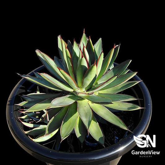 Agave Hybrid 'Burnt Burgundy' - Succulents - Garden View Nursery