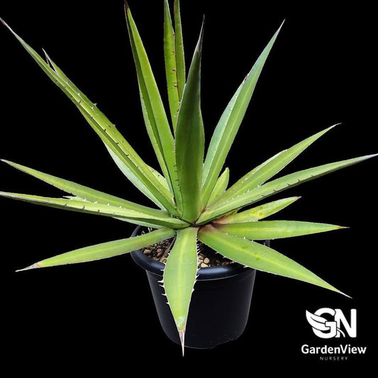 Agave Lophantha 'Splendida' - Succulents - Garden View Nursery