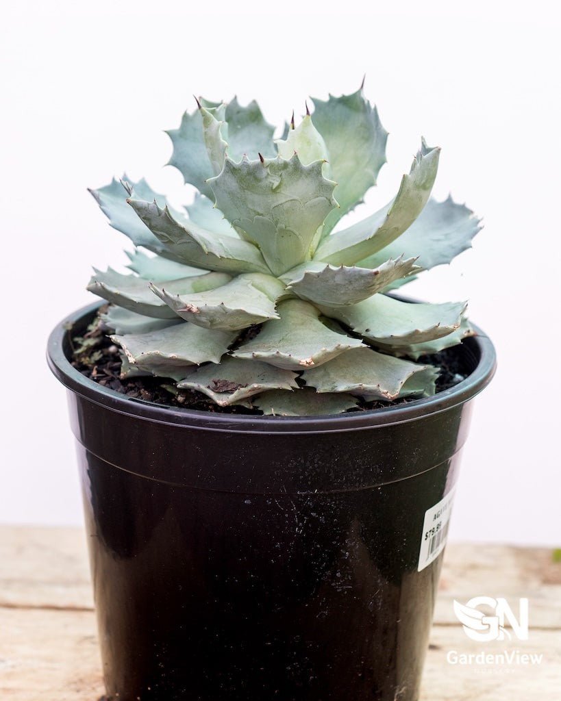 Agave Potatorum - Cactus & Succulents - Garden View Nursery