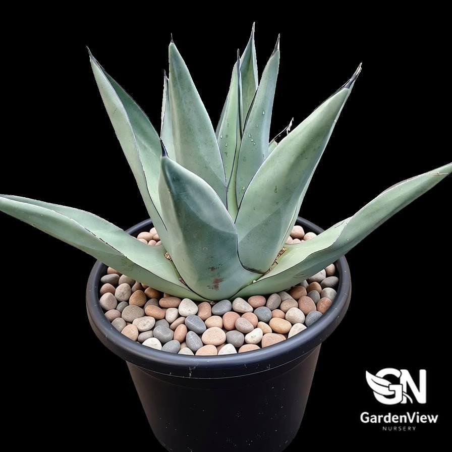 Agave Sharkskin - Succulents - Garden View Nursery