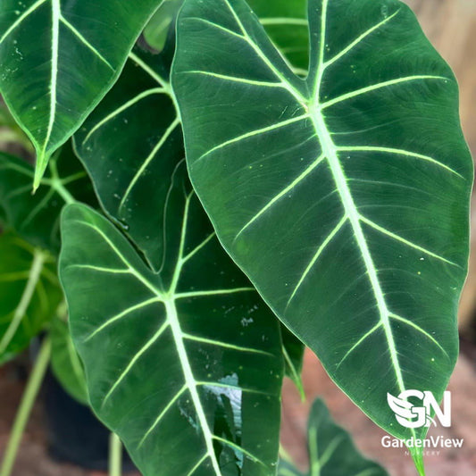 Alocasia Frydek Green - Indoor Plants - Garden View Nursery
