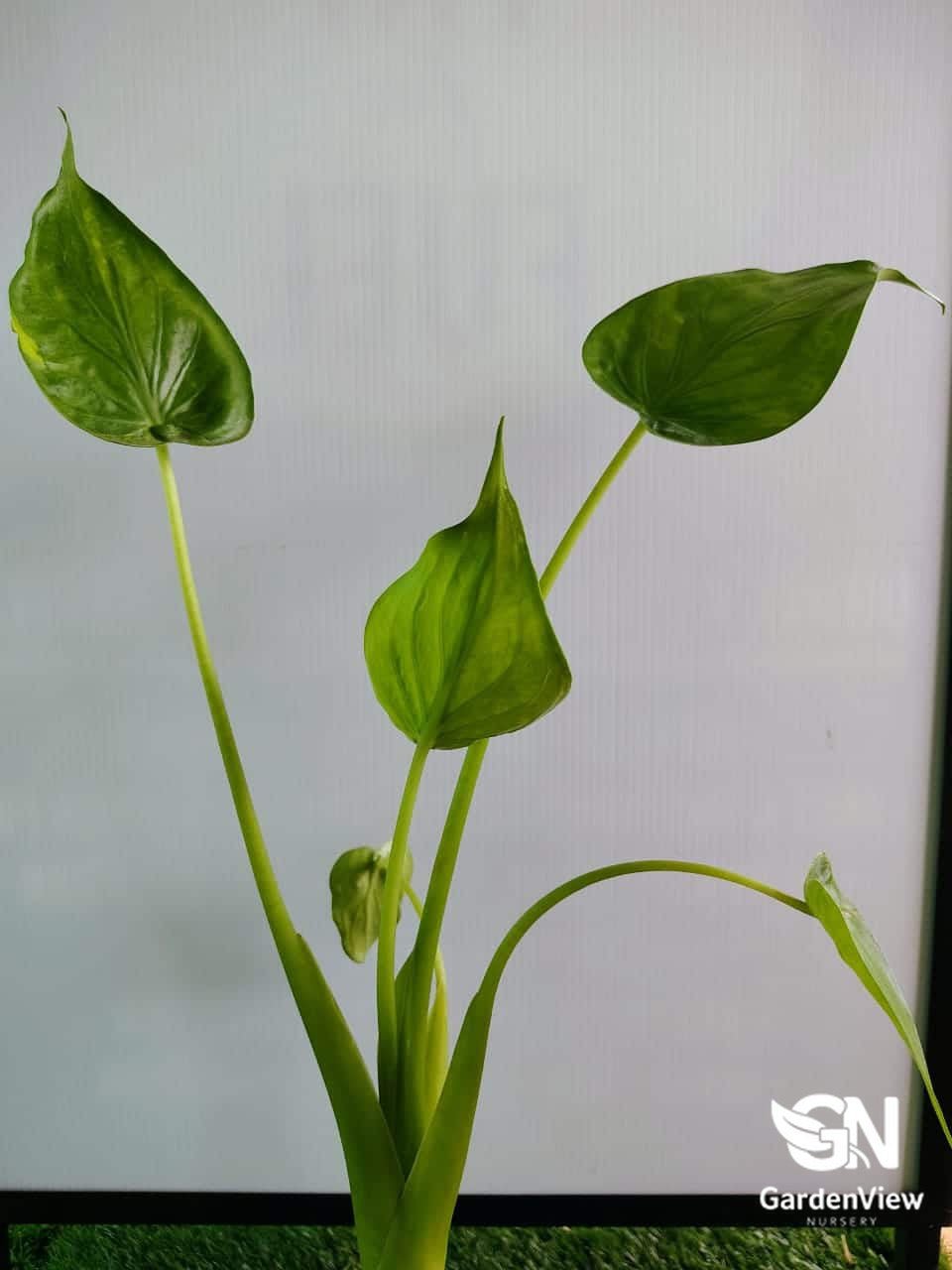 Alocasia Yellow Tail - Indoor Plants - Garden View Nursery