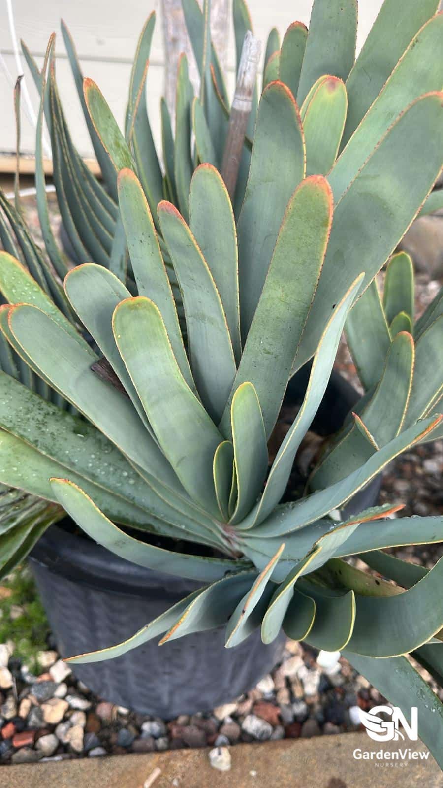 fan succulent Fan Aloe | Architectural Succulent Tree