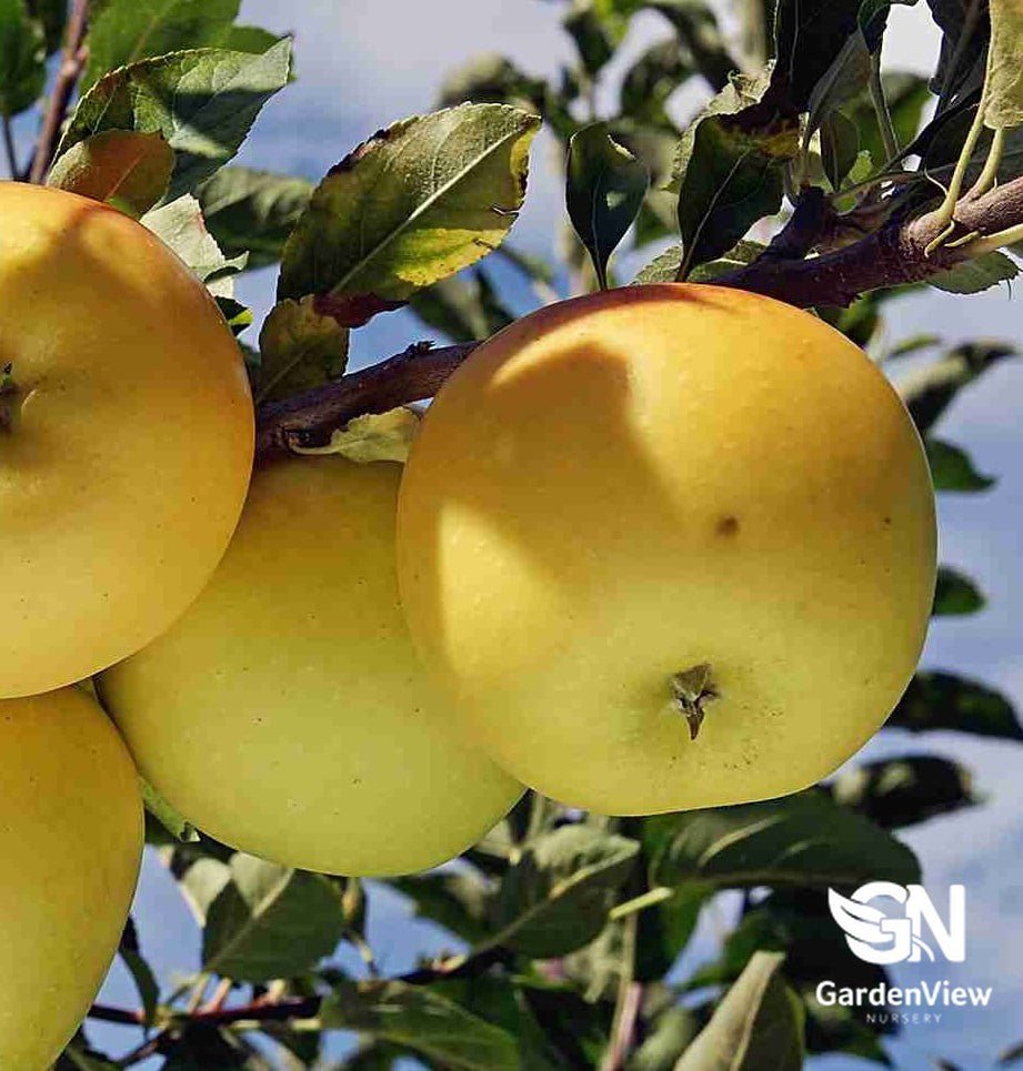 Apple Golden Delicious Dwarf - Fruit Trees - Garden View Nursery