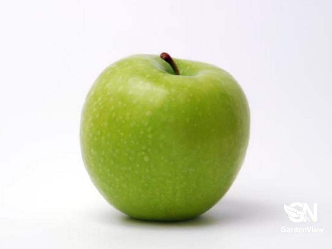 Apple Granny Smith Dwarf - Fruit Trees - Garden View Nursery