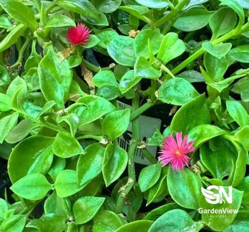Aptenia - Cactus & Succulents - Garden View Nursery