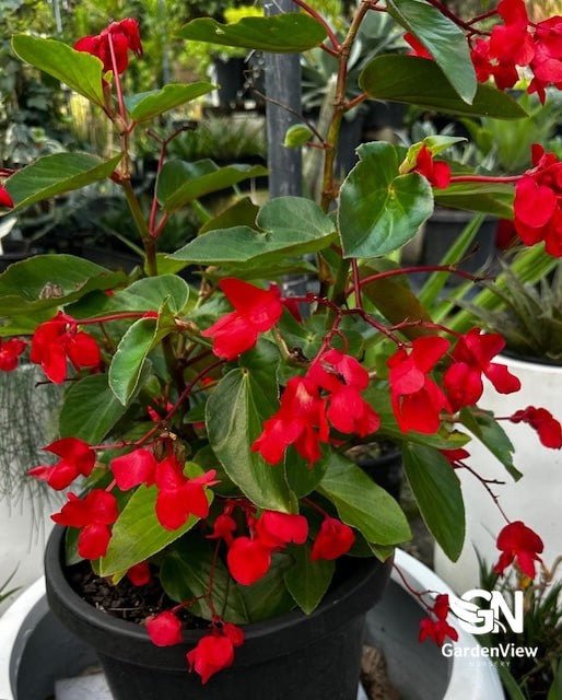 Begonia Dragon Wing Red - Indoor Plants - Garden View Nursery