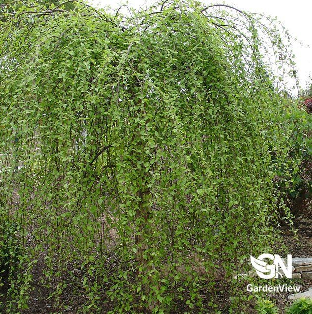 Betula Nigra 'Summer Cascade' (Weeping River Birch) - Shrubs & Trees - Garden View Nursery