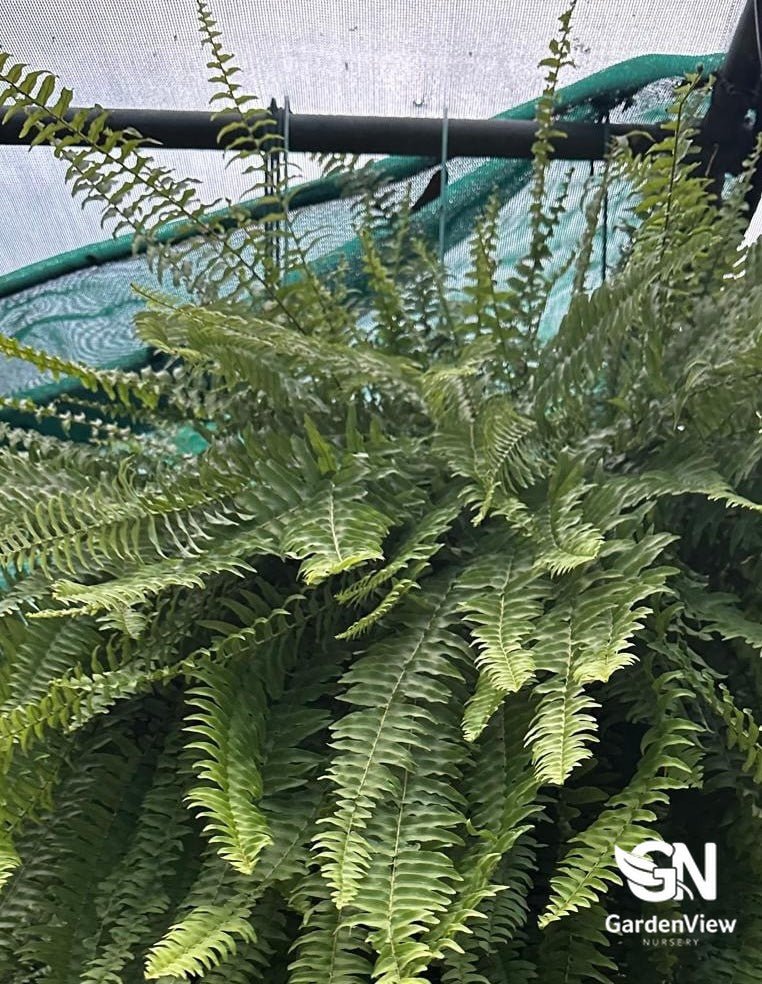 Boston Fern (Hanging Basket) - Indoor Plants - Garden View Nursery