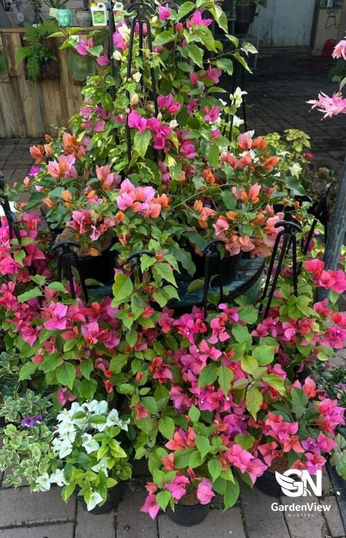Bougainvillea Assorted - Climbers & Ground Covers - Garden View Nursery