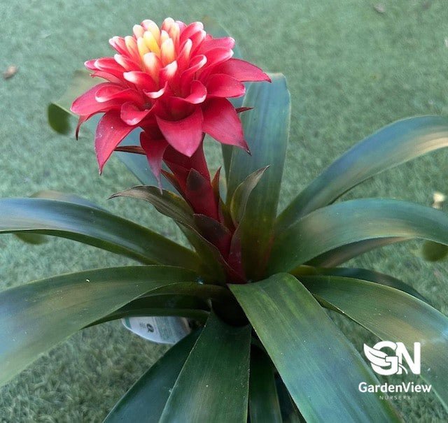 Bromeliad Guzmania Assorted - Palms & Tropical - Garden View Nursery