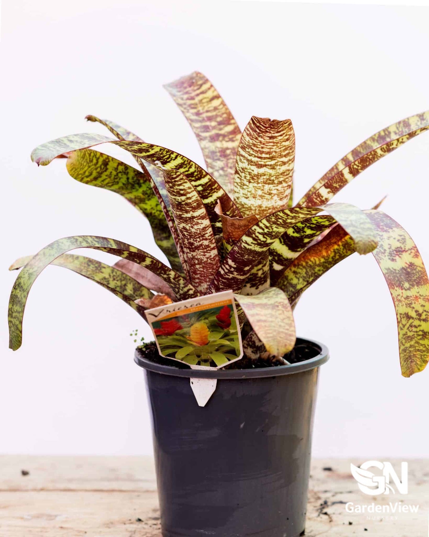 Bromeliad Vriesia - Palms & Tropical - Garden View Nursery