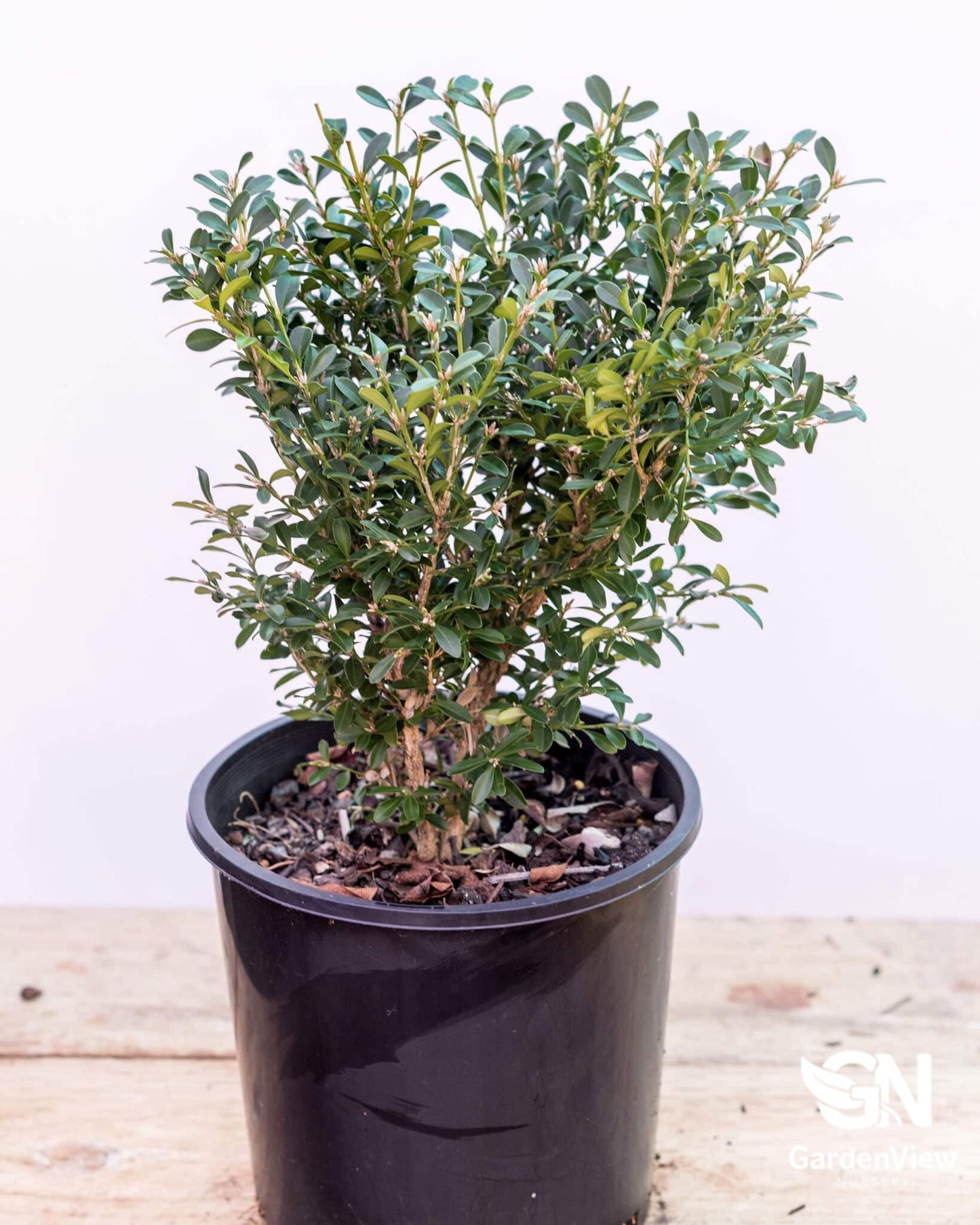Buxus Microphylla Japanese - Hedges & Screening - Garden View Nursery