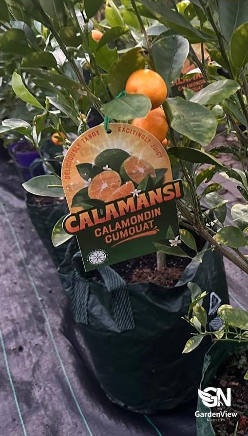 Calamondin Cumquat - Fruit Trees - Garden View Nursery