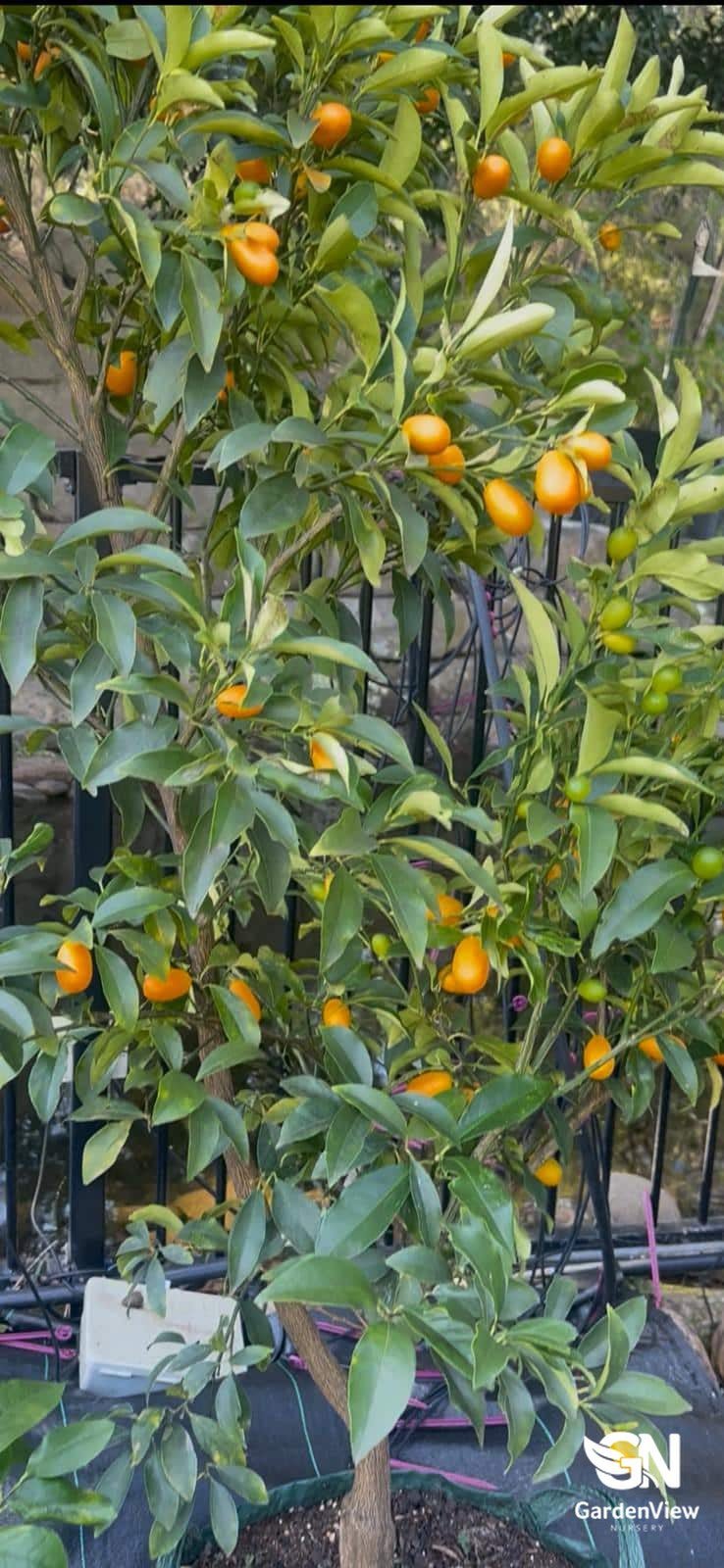 Calamondin cumquat Nagami (Standard) - Fruit Trees - Garden View Nursery