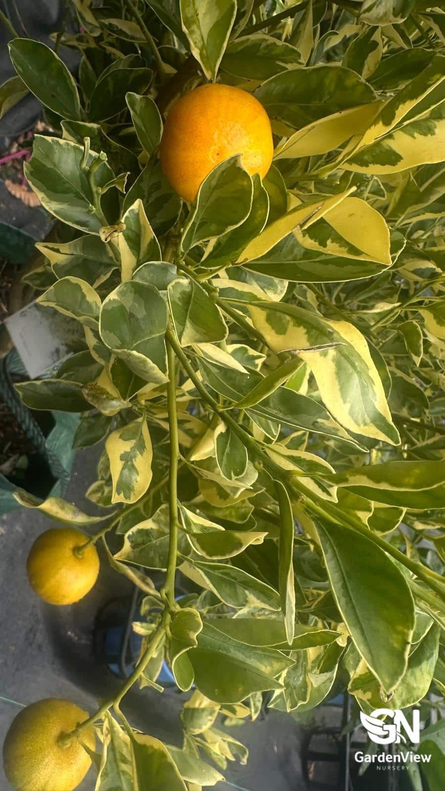 calamondin tree australia Calamondin Cumquat Variegated