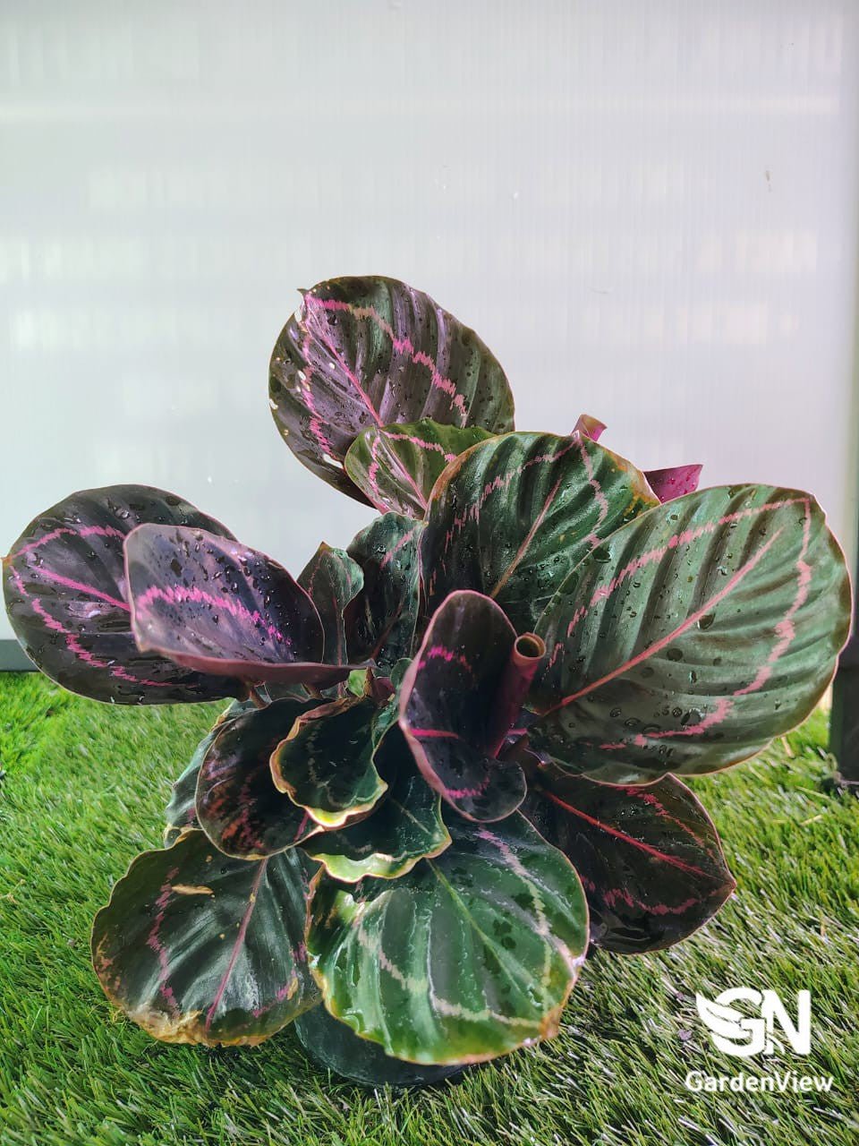 Calathea Dottie | Stunning Purple Prayer Plant