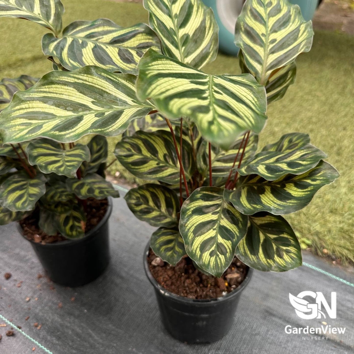 Calathea Makoyana (Peacock Plant) - Indoor Plants - Garden View Nursery