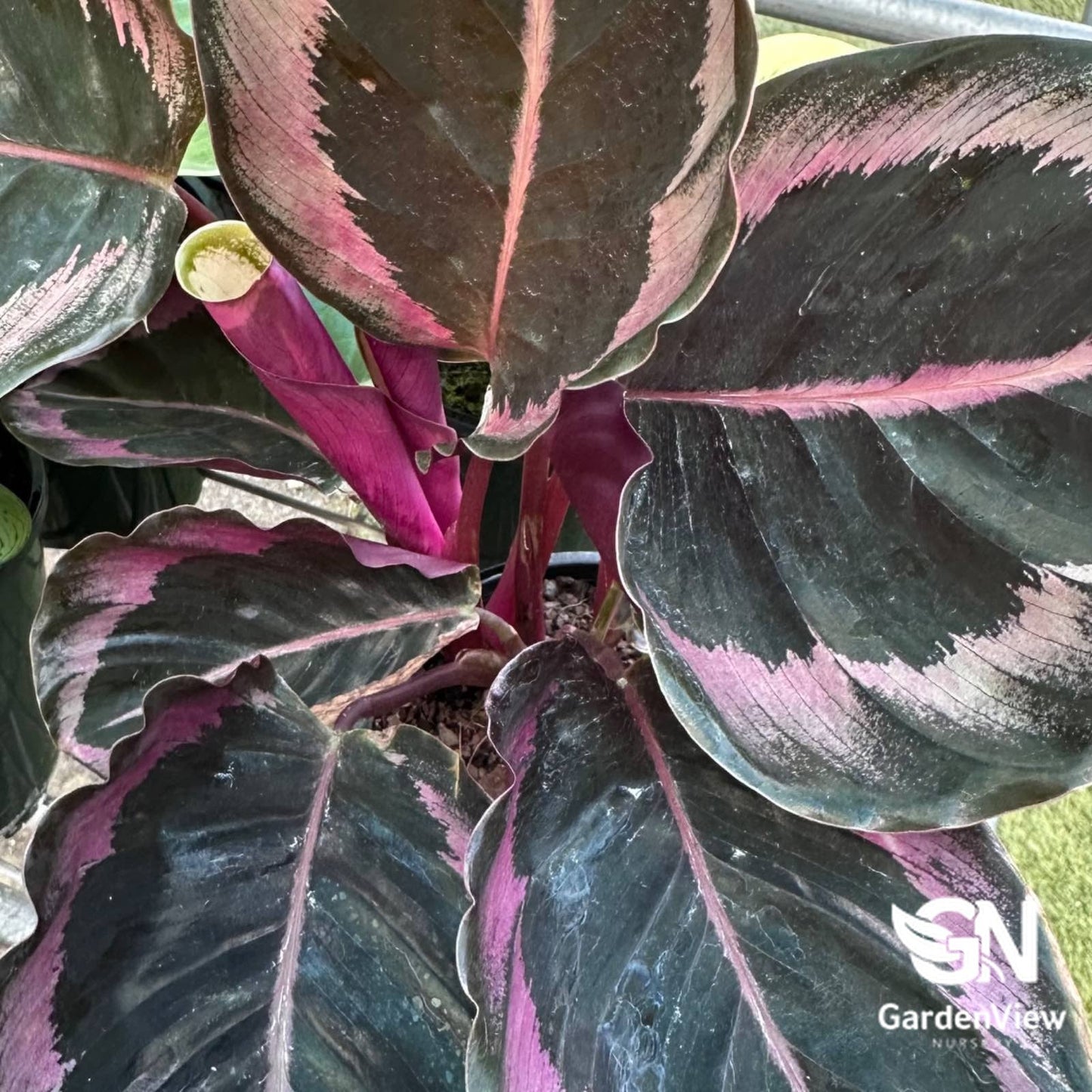 Calathea Medallion (Calathea Roseopicta) - Indoor Plants - Garden View Nursery