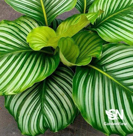 Calathea Orbifolia - Indoor Plants - Garden View Nursery