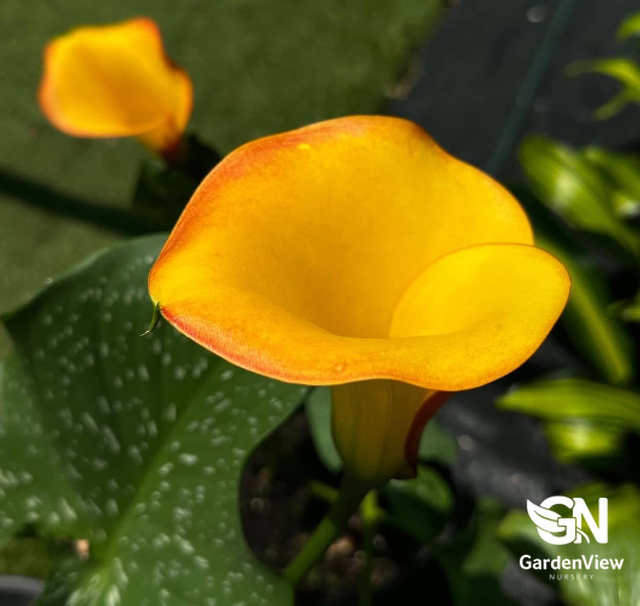 Calla Lily - Palms & Tropical - Garden View Nursery