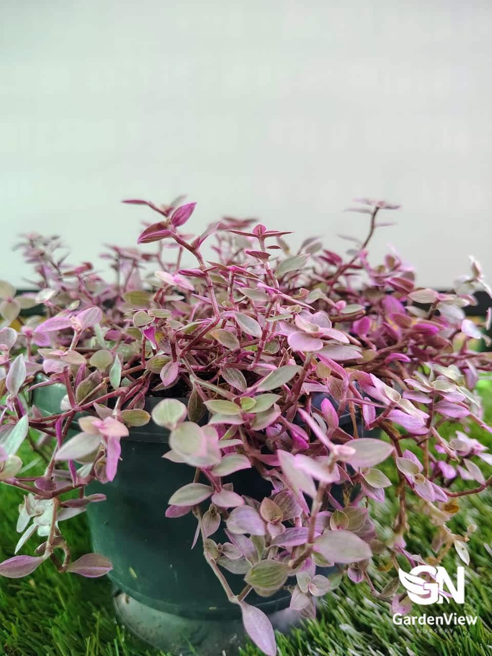 pink lady plant indoor Callisia Pink Lady | Trailing Indoor Plant