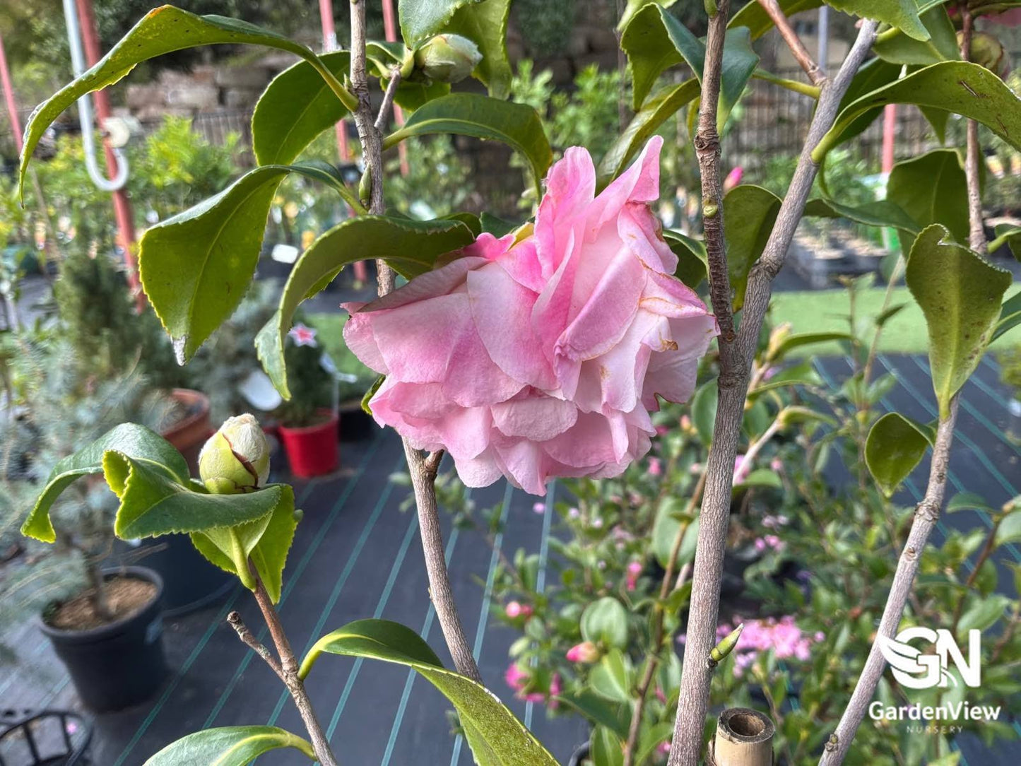 Camellia Sasanqua Hiryu - Hedges & Screening - Garden View Nursery