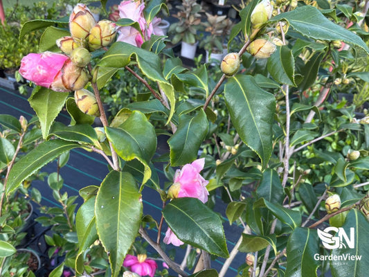 Camellia Sasanqua Hiryu - Hedges & Screening - Garden View Nursery