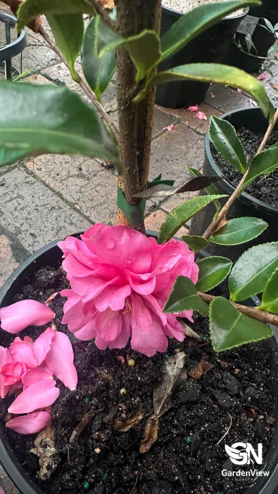 Camellia Sasanqua Marge Miller - Hedges & Screening - Garden View Nursery