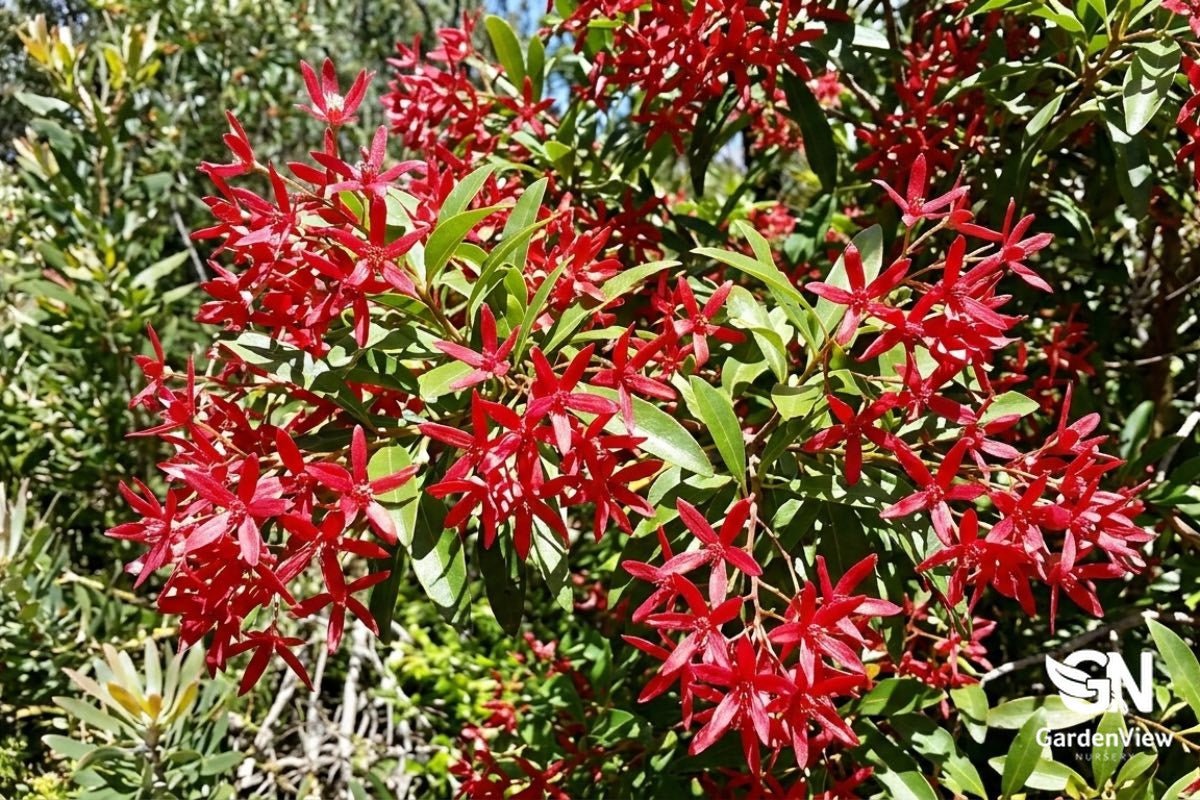 Ceratopetalum Gummiferum (Christmas Bush) - Native Shrubs & Trees - Garden View Nursery