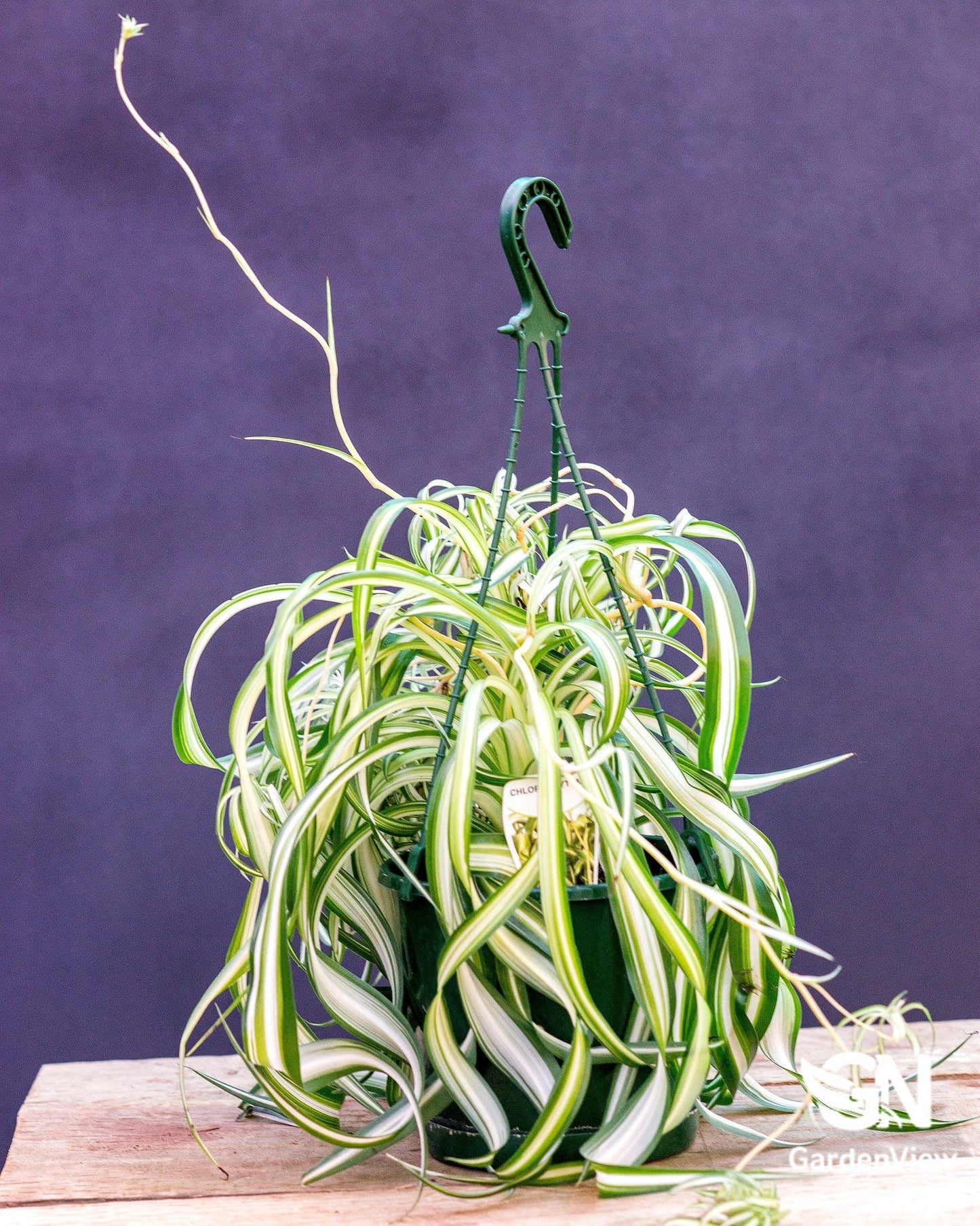 Chlorophytum Bonnie Curly - Indoor Plants - Garden View Nursery